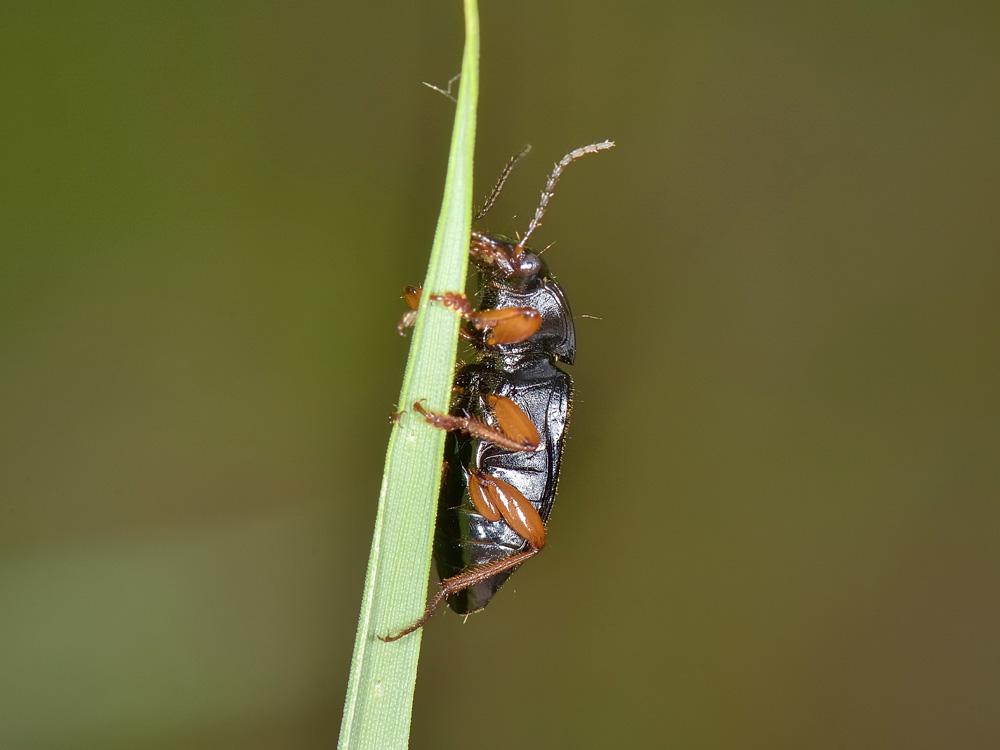 Carabide equilibrista: Anisodactylus binotatus